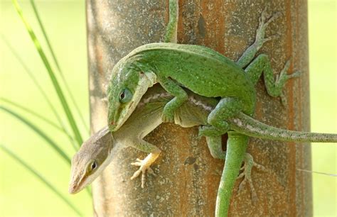 Sex Chromosomes Conserved Across Anoles And Beyond Anole