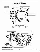 Insect Parts Body Coloring Pages Label Worksheet Printable Activity Science Printables 3rd Grade Choose Board Template Scholastic sketch template