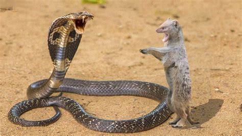 king cobra  mongoose  outcome   failure wild animals