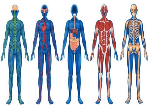anatomy  physiology  human biology bsc