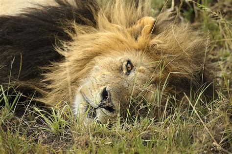 george grubb earths vanishing species black mane lion  rest