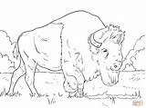 Bison Bisonte Grazing Pastando Pascolo Grasses Animal Ausdrucken sketch template
