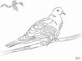 Dove Coloring Pages Collared Turtle Drawing Doves Printable Paper Getdrawings Popular sketch template