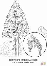 Tree Coloring State California Pages Pine Printable Drawing Redwood Washington Trees Color African Clip Mission Getcolorings Print Getdrawings Colorings Drawings sketch template