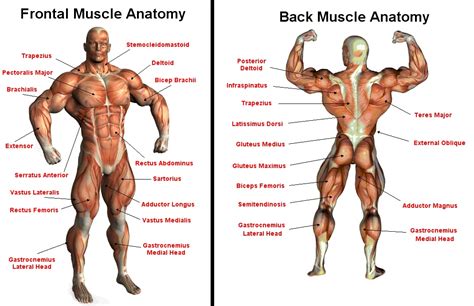 health therapy major muscle groups