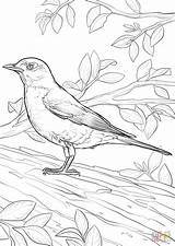 Coloring Robin Pages American Bird Printable sketch template