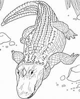 Alligator Alligators sketch template