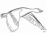 Flying Goose Coloring Drawing Pages Geese Printable Drawings sketch template