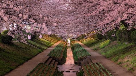 Japan Cherry Blossom 4k Ultrahd Wallpaper Backiee