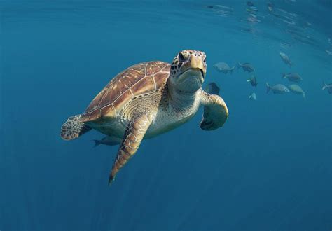 green turtle swimming photograph  peter scoonesscience photo library