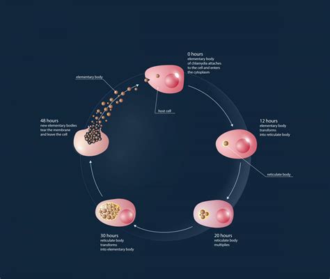 Chlamydia Lifecycle [image] Eurekalert Science News Releases