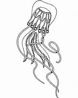 Tentacle Coloring Designlooter Jelly Fish Long sketch template