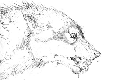 realistic wolves drawing  getdrawings