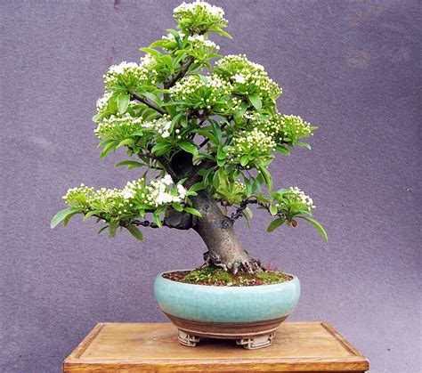 miko bonsai pyracantha just coming into flower