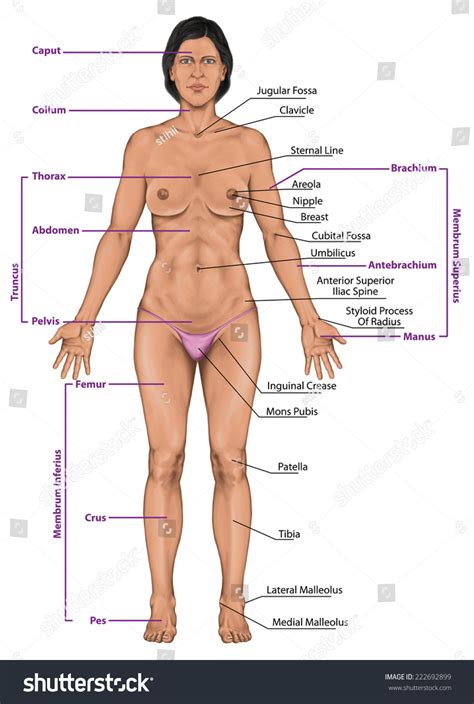 Woman Women Female Anatomical Body Surface Stock
