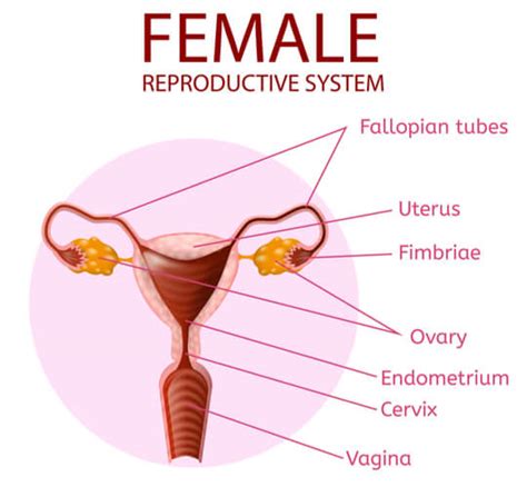 [get 29 ] ampulla of uterine tube model