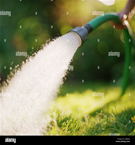 garden hose pipe spraying water   garden stock photo alamy