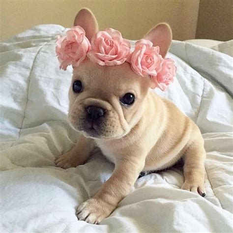 cutest frenchie  instagram happy international womens day