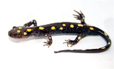 Salamander Biology Junction