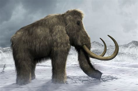 real reason iconic woolly mammoths died