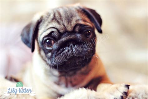 week  pug puppy