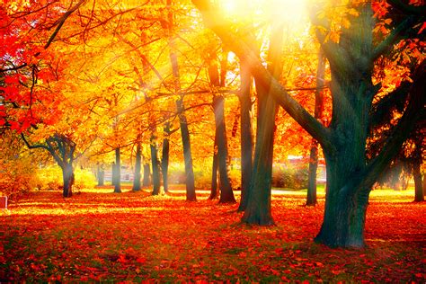 autumn fall scene beautiful autumnal park beauty nature scene discovery psychotherapy center
