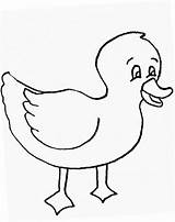 Coloring Pages Duckling Duck Popular Printable Kids sketch template