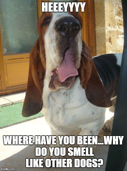 The 16 Funniest Basset Hound Memes Of All Time The Paws
