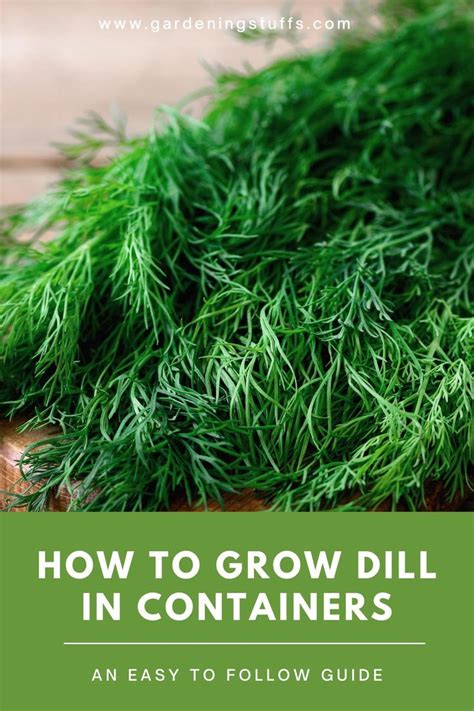 grow dill  containers   grow dill planting dill
