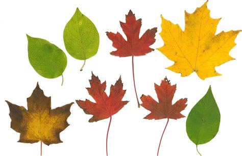 fall leaf printables art  basic  elementary art blog