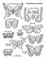 Coloring Butterflies Moths sketch template
