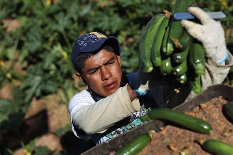 riveting photos of migrant workers remind us who really harvests our food huffpost