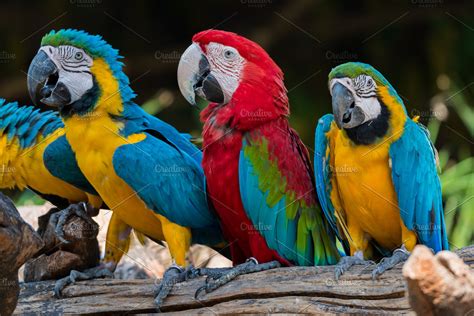 images  parrot japaneseclassjp
