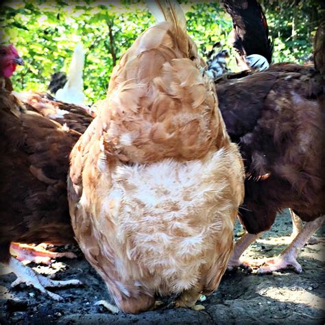 3 ways to start homesteading today no matter where you live farm