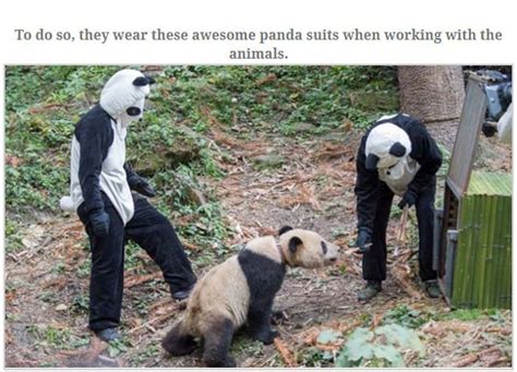 people dressed as pandas living with pandas 13 pics