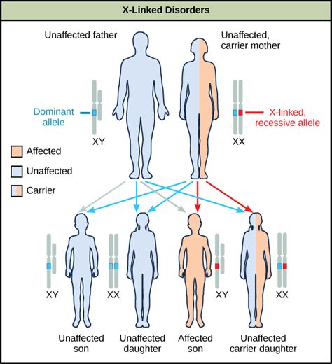 Patterns Of Inheritance Boundless Anatomy And Physiology