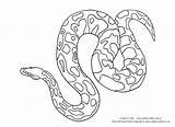 Python Burmese Reptiles Credit sketch template