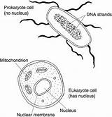 Prokaryote Answersheet sketch template