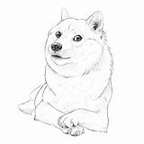 Doge Draw Drawing Such Tutorial Many Fun Wow Done Very sketch template