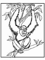 Orangutan Orangutans Ape Mammals Apes sketch template