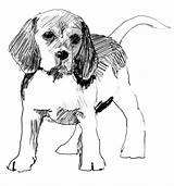 Beagle Beagles Tekeningen sketch template