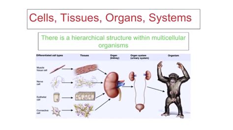 Cells Tissues Organs Systems This Is A V Clickview