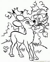 Coloring Deer Pages Baby Popular sketch template