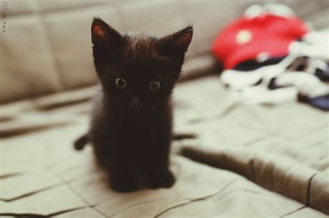 national black cat day 2016 15 adorable black cats and