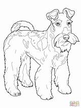 Fox Coloring Pages Wire Terrier sketch template