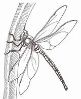 Dragonfly Libellen Tattoo Grass Libelulas Dragonflies Zeichnen Pencil Skizzen Zeichnungen Libellule Insekten Insect Siterubix Ilovetodraw Coole Bleistiftzeichnungen Zeichen Schmetterling sketch template