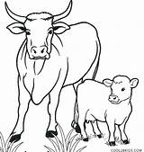 Cow Coloring Calf Pages Drawing Printable Outline Cattle Cool2bkids Color Kids Line Cows Animal Drive Drawings Cartoon Golden Funny Baby sketch template