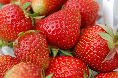 grow   strawberry patchdownload  software programs