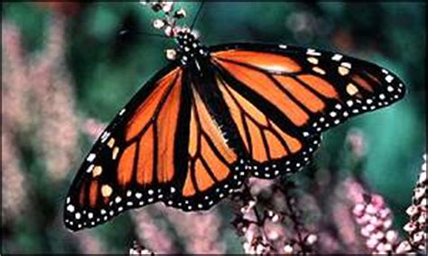bbc news scitech negligible risk  butterflies  gm