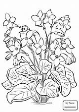 Begonia Tuberous sketch template